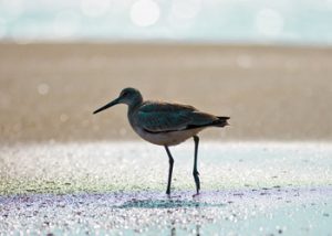 bird-in-surf